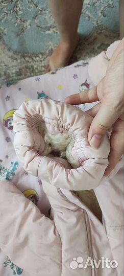 Зимний комбинезон baby go