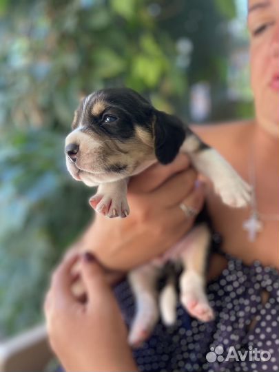 Щенки бигль