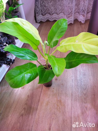 Филодендрон