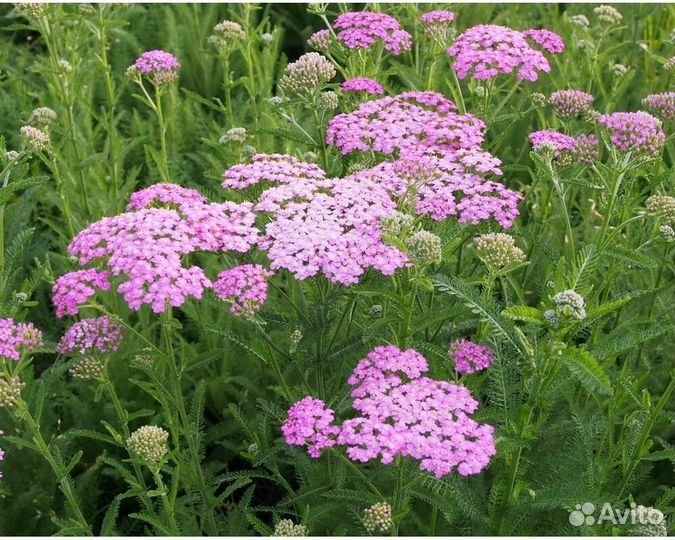 Тысячелистник обыкновенный Lilac Beauty