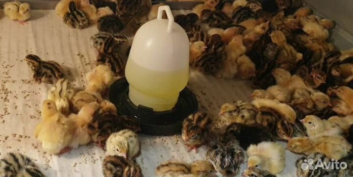 Перепела суточные