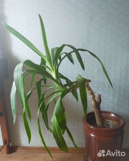 Юкка- отдам без горшка