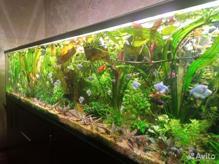 Аквариумные растения и рыбки