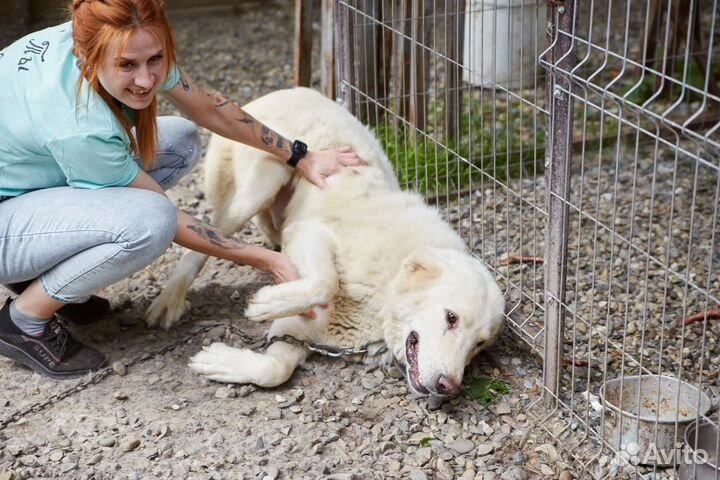 Отличный охранник Айсберг ищет дом