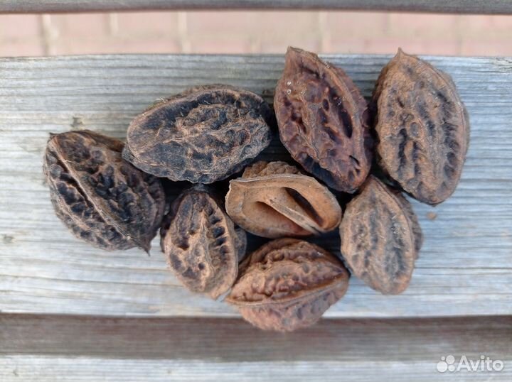 Маньчжурский орех саженцы