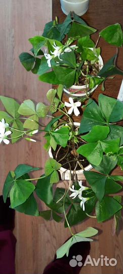 Кислица комнатная (оксалис зеленая)