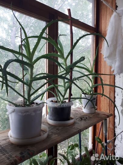 Алоэ лечебный