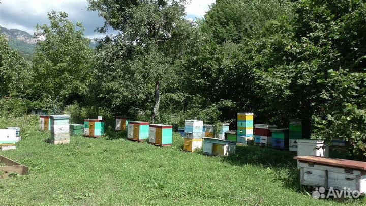 Горный мед Боярышник, Липа, Лес