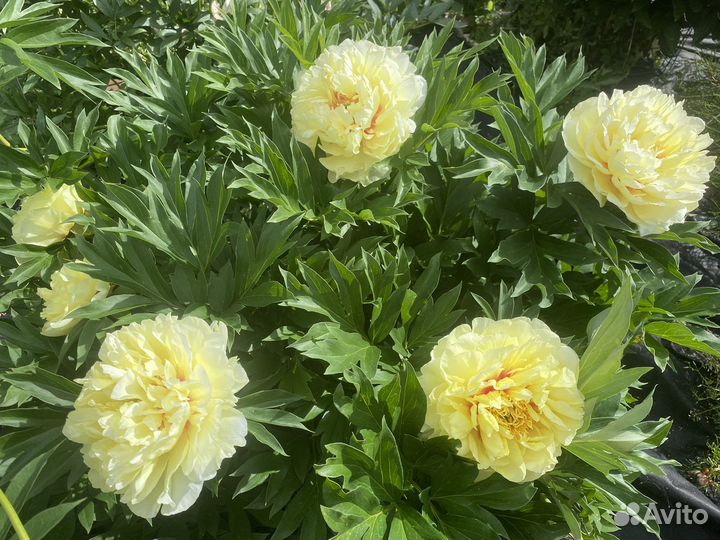 Пион Бартзелла