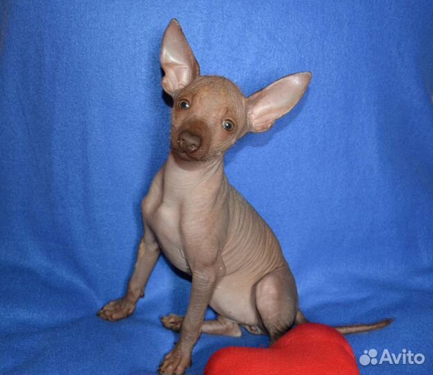 Мексиканская голая собака(ксоло мини) щенки