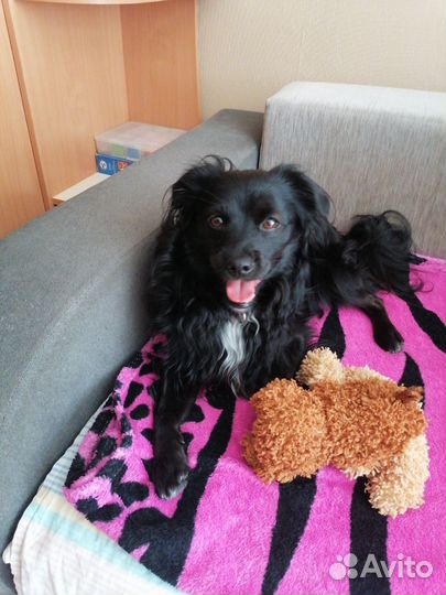 Щенки бесплатно