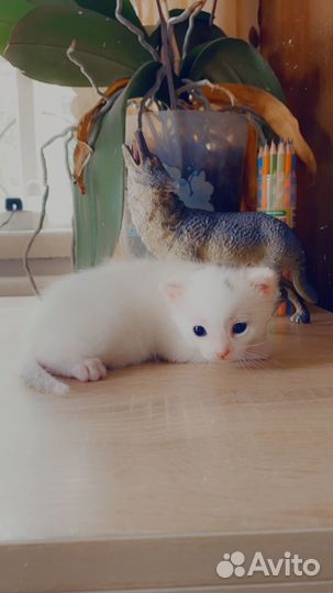 Белый котенок с голубыми глазами
