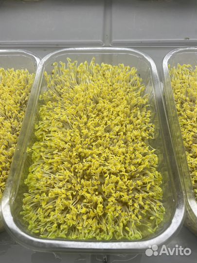 Семена для микрозелени