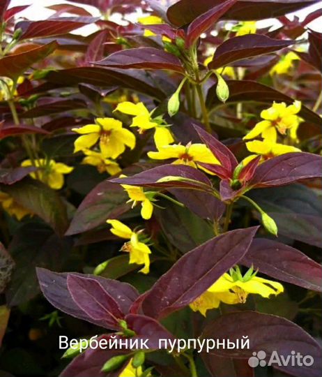 Многолетние цветы для сада