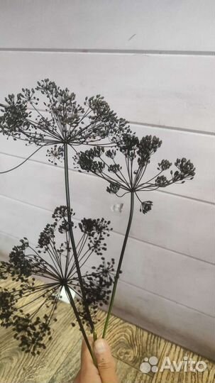 Сухоцветы колоски подсолнухи