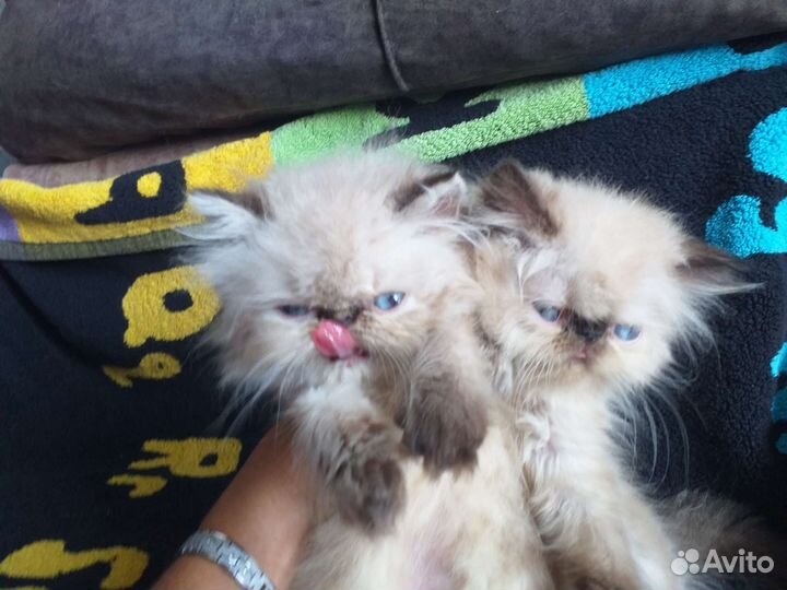 Персо детки