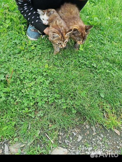 Отдаем котят в добрые руки