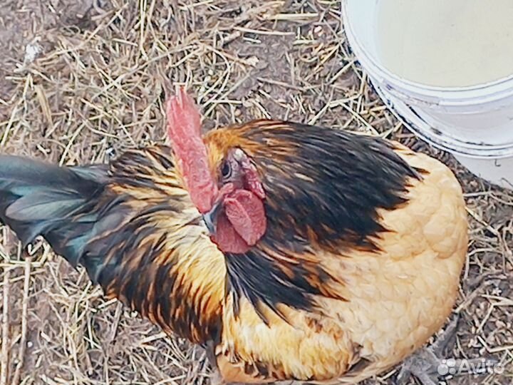 Куры и петухи китайск. шелк, ухейилюй, павловские