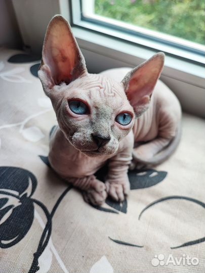 Котята сфинкс (лонг двельф), эльф, бамбино