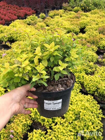 Спирея, сирень, бульденеж, калина