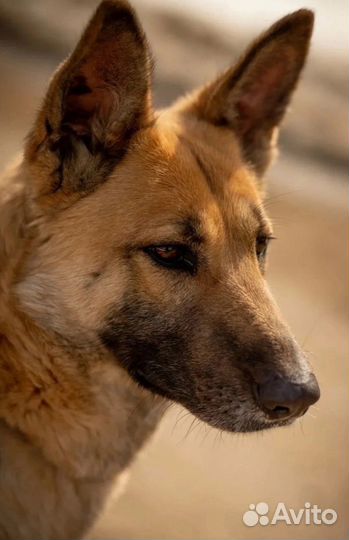 Чудесная Ника в частный дом охраница и умница