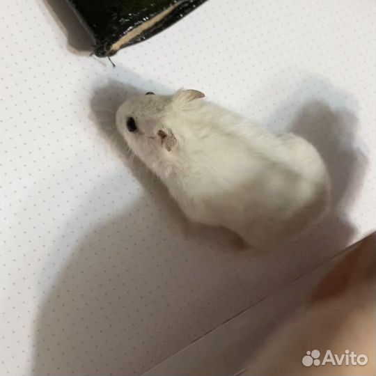 Джунгарские хомячки