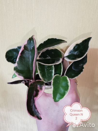 Хойа Crimson Queen