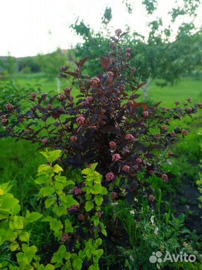 Пузыреплодник калинолистный и сорта Diablo