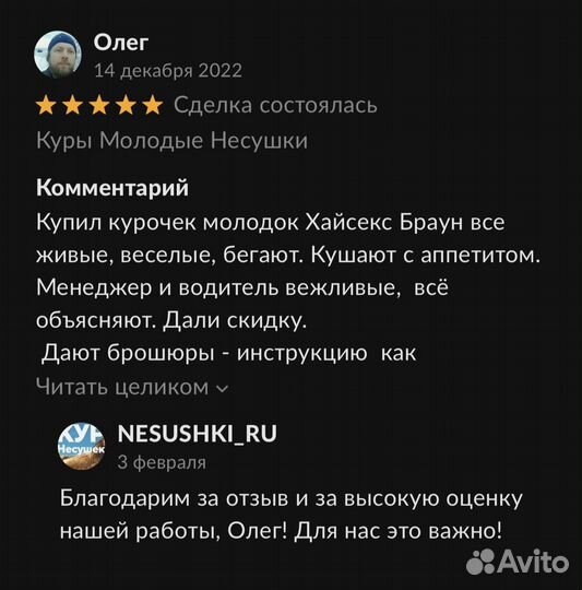 Куры Несушки доставки