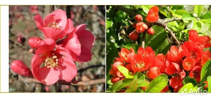 Японская айва- хеномелес, также есть кусты аронии