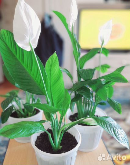 Спатифиллум