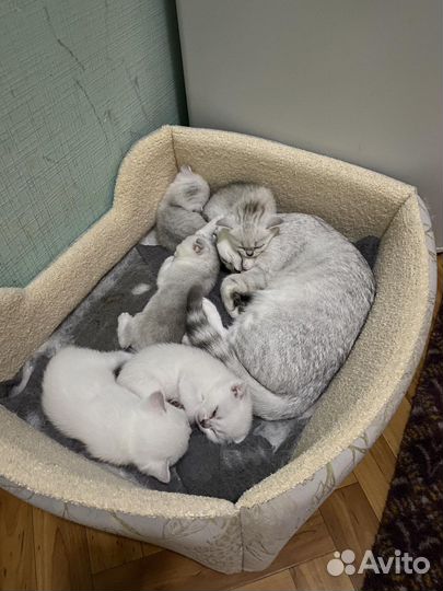 Шотландские котята скотиш