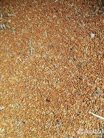 Просо красное