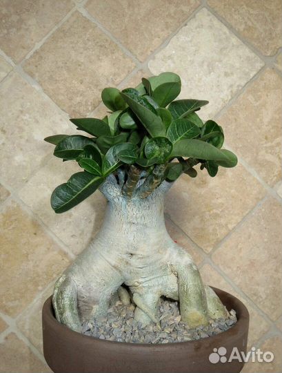 Арабикумы молодые растения