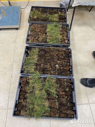 Саженцы сосны зкс — 2х-летка