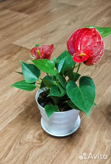 Антуриум / Комнатные цветы / Мужское счастье