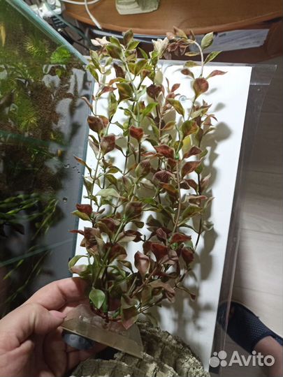 Аквариумные декорации