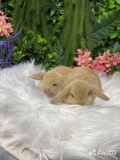 Кролики мини нежные, ручные