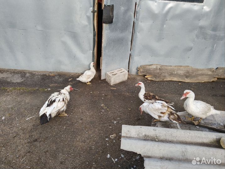 Мускусные утки