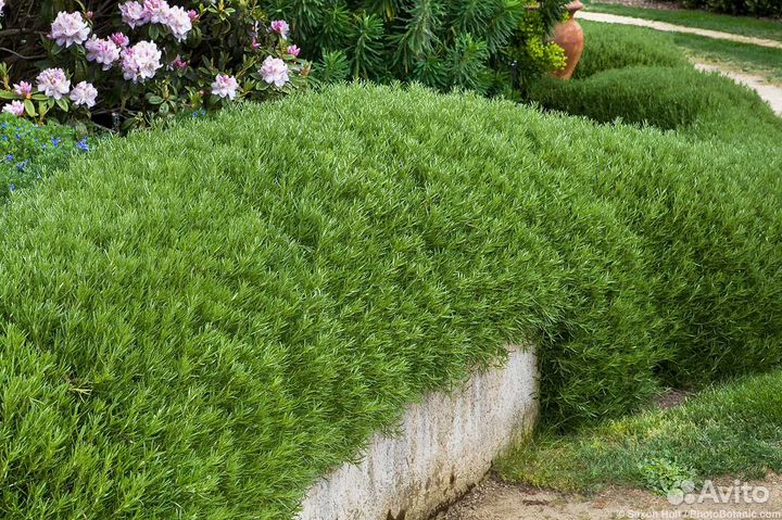 Саженцы Розмарина лекарственного до 50 см доставка