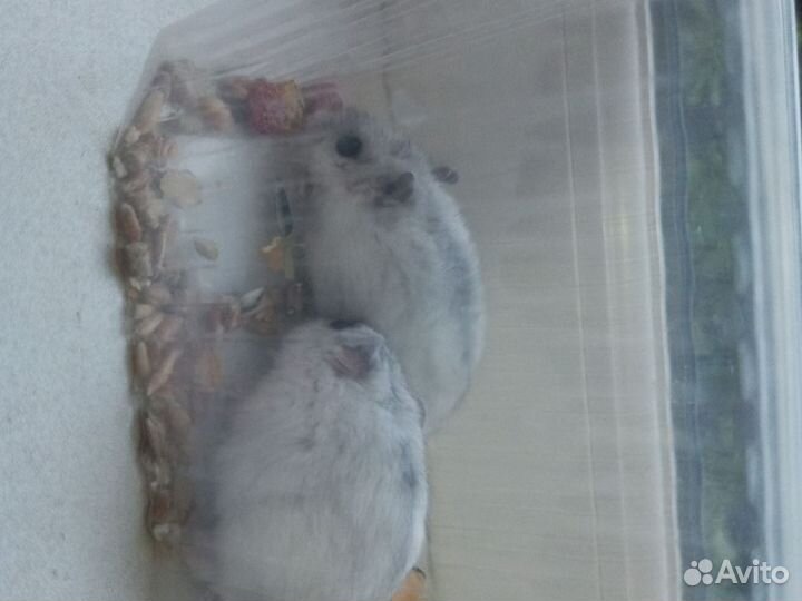 Джунгарский хомяк белый мальчики