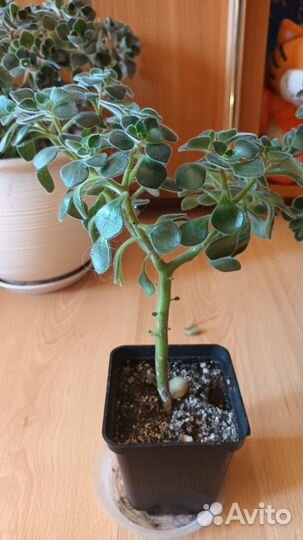 Аихризон-Дерево Любви