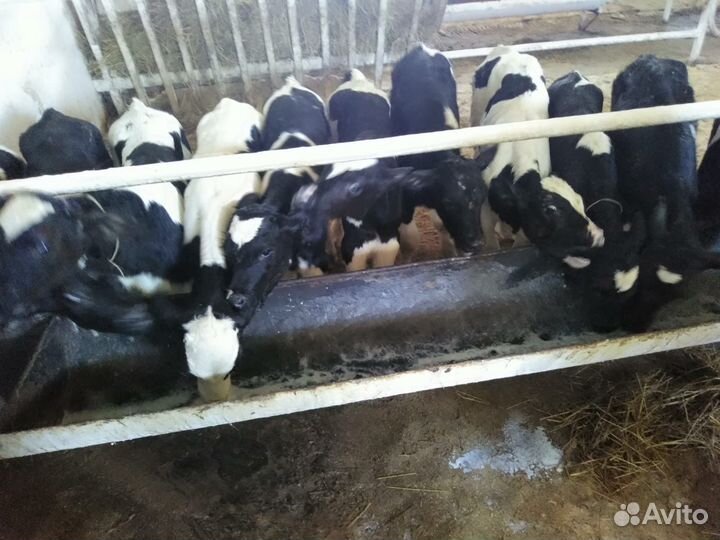 Телята мясной породы бычки