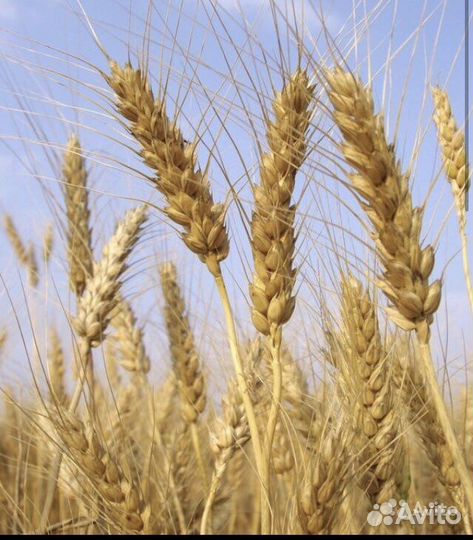 Зерно пшеница