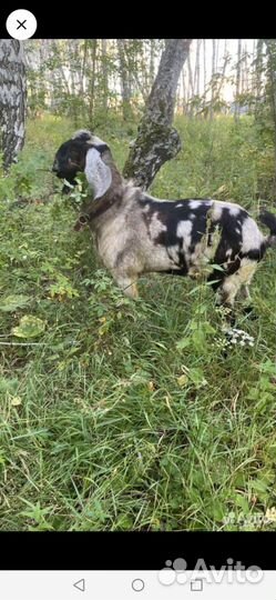 Нубийские козлы