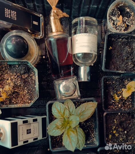 Укорененные черенки сортовой мяты