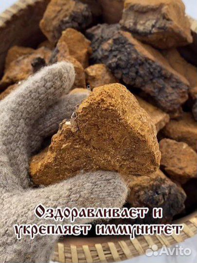 Березовый гриб чага