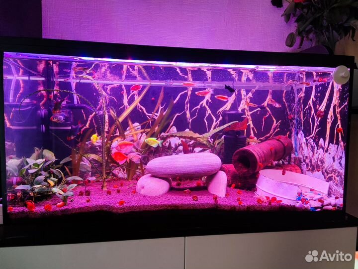 Аквариум на 75л