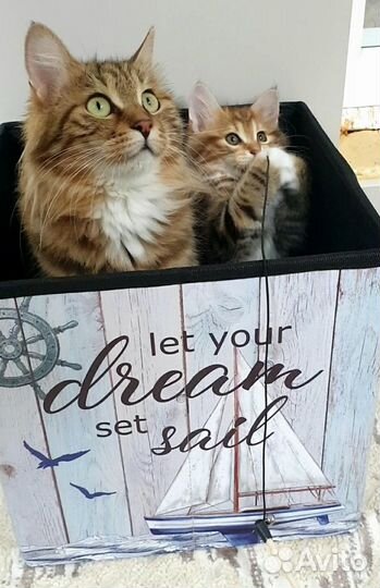 Курильский бобтейл