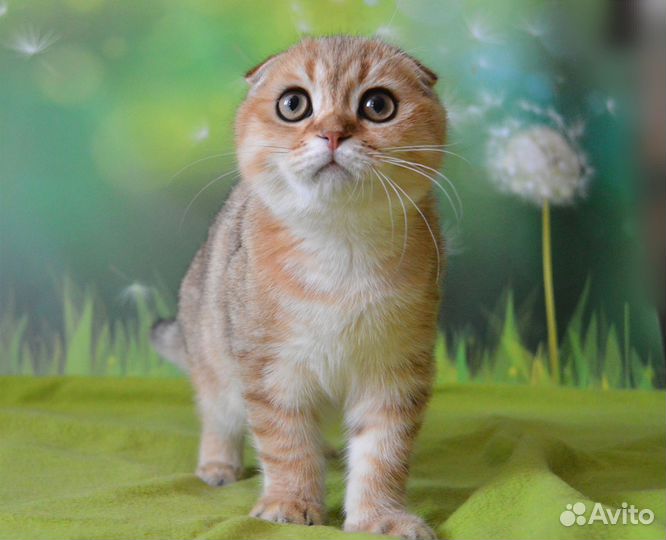 Шотландский котик